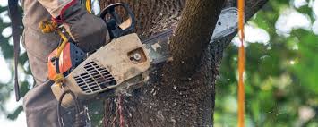 Leaf Removal in Berwick, PA