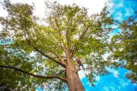 Best Utility Line Clearance  in Berwick, PA