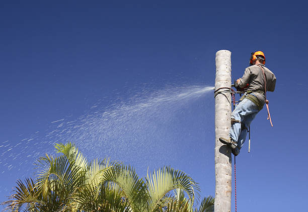 Best Tree Trimming and Pruning  in Berwick, PA
