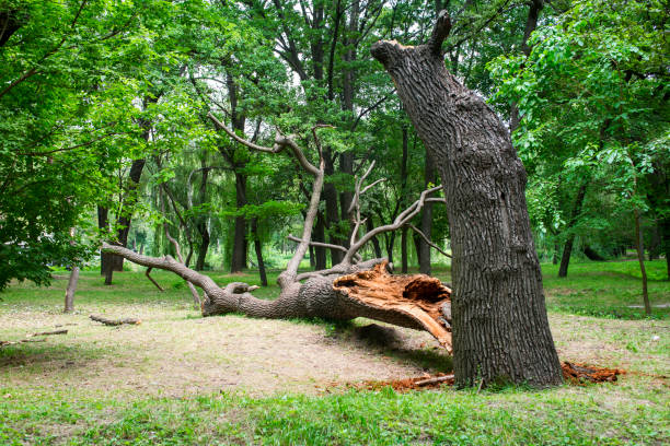 How Our Tree Care Process Works  in  Berwick, PA