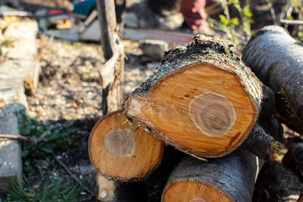 Best Tree Cabling and Bracing  in Berwick, PA
