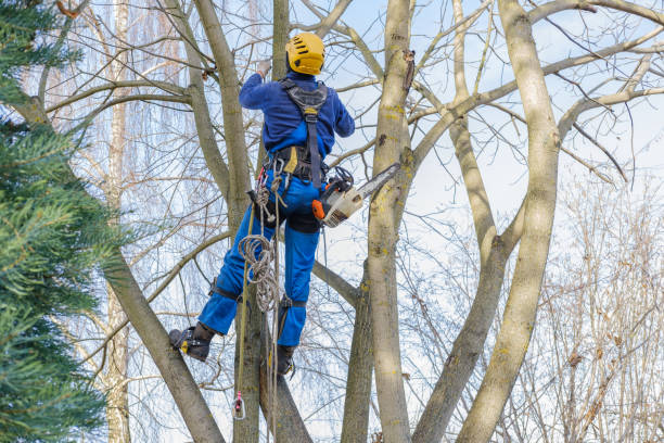 Berwick, PA Tree Care Company