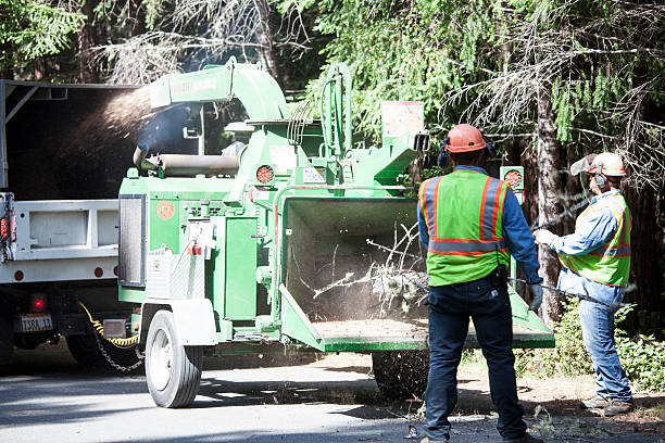 Best Tree Health Inspection  in Berwick, PA