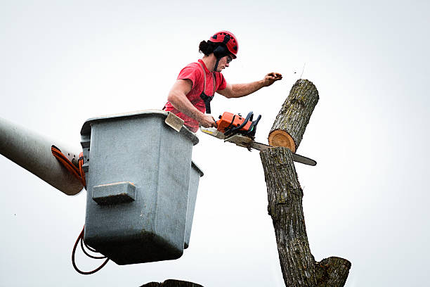 Best Seasonal Cleanup (Spring/Fall)  in Berwick, PA