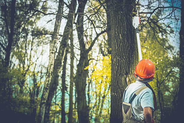 Best Tree Disease Treatment  in Berwick, PA