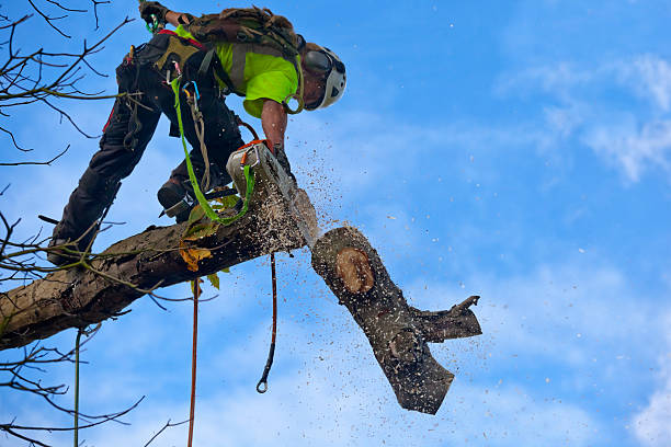 Best Leaf Removal  in Berwick, PA